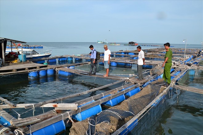 Nghề nuôi cá bạc tỷ ở Sơn Hải - Ảnh 5.