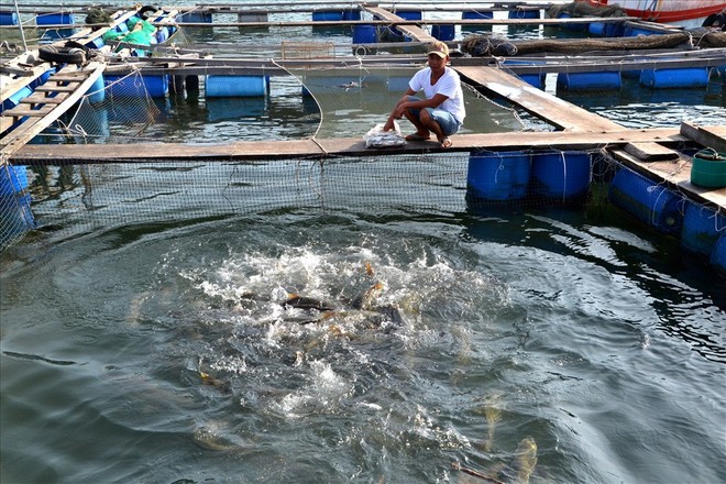 Nghề nuôi cá bạc tỷ ở Sơn Hải - Ảnh 7.