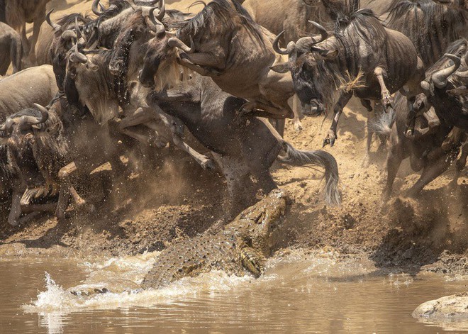 Những bức ảnh ấn tượng nhất năm 2018 của National Geographic - Ảnh 2.