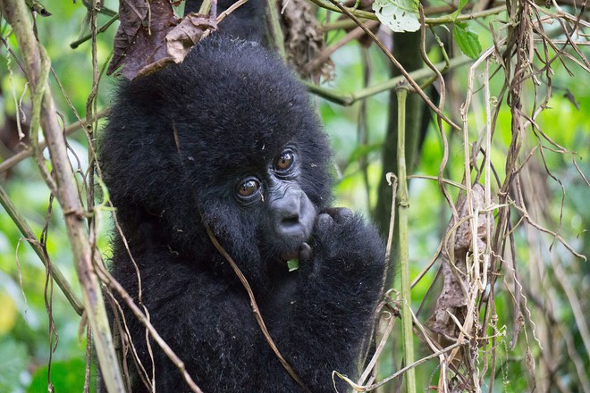 Ghé thăm khu vườn tuyệt diệu và nguy hiểm bậc nhất châu Phi: Virunga - Ảnh 7.