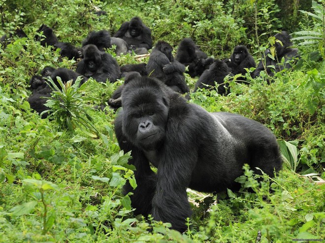 Ghé thăm khu vườn tuyệt diệu và nguy hiểm bậc nhất châu Phi: Virunga - Ảnh 8.