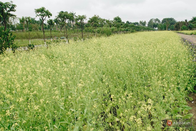 Trường ĐH duy nhất Việt Nam có vườn táo, vườn hoa cải được phép ăn tẹt ga, sống ảo cực chất chỉ với 15 nghìn - Ảnh 10.