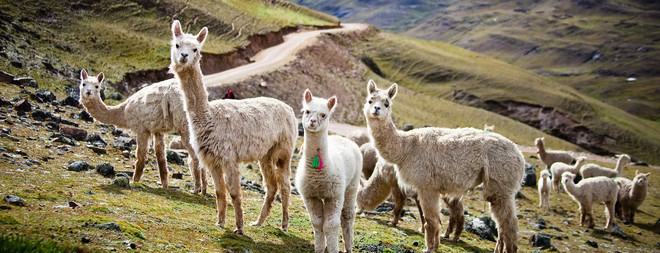 Quên Machu Picchu đông nghẹt đi, đất nước của Hoa hậu Hòa bình thế giới còn có cả vùng thung lũng linh thiêng chờ khai phá - Ảnh 3.