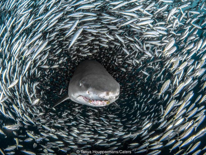 Tại sao cá mập luôn là nỗi khiếp sợ, dù chúng ta giết tới hàng triệu con mỗi năm? - Ảnh 4.