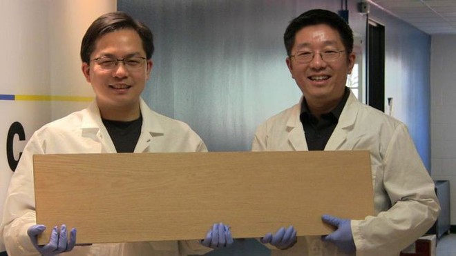 Các nhà khoa học Mỹ đã tìm ra cách biến gỗ cứng như thép - Ảnh 1.