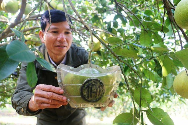 Bưởi Tết Tài – Lộc bán nửa triệu đồng một quả ở Nghệ An vẫn cháy hàng - Ảnh 1.