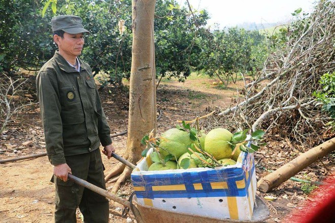 Bưởi Tết Tài – Lộc bán nửa triệu đồng một quả ở Nghệ An vẫn cháy hàng - Ảnh 3.