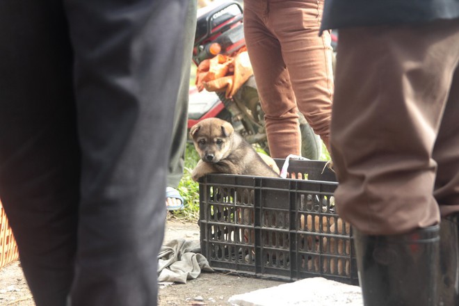 Thích thú đến chợ chó con ở Nghệ An vào ngày 29 Tết - Ảnh 5.