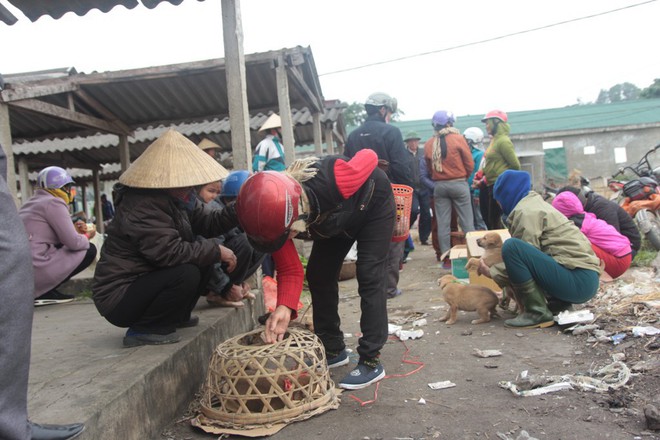 Thích thú đến chợ chó con ở Nghệ An vào ngày 29 Tết - Ảnh 9.