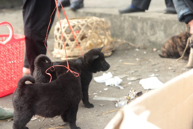 Thích thú đến chợ chó con ở Nghệ An vào ngày 29 Tết - Ảnh 10.