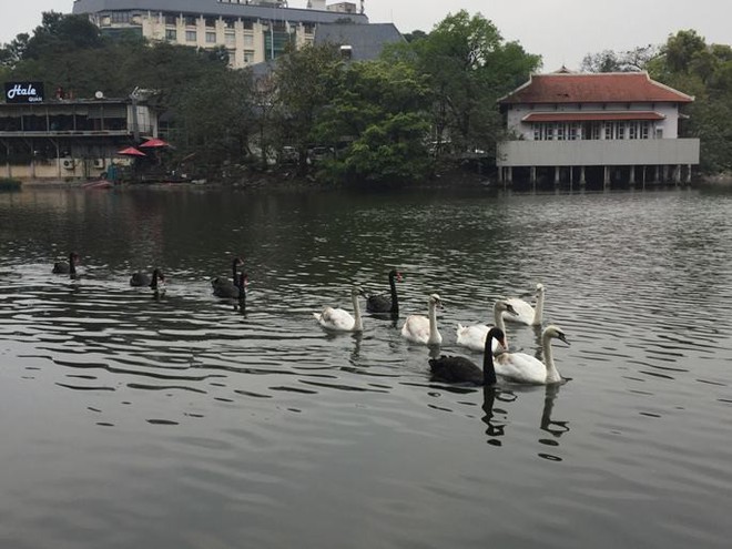 Chia 5 ca trực 24/24 để bảo vệ thiên nga ở hồ Thiền Quang suốt dịp nghỉ Tết  - Ảnh 2.