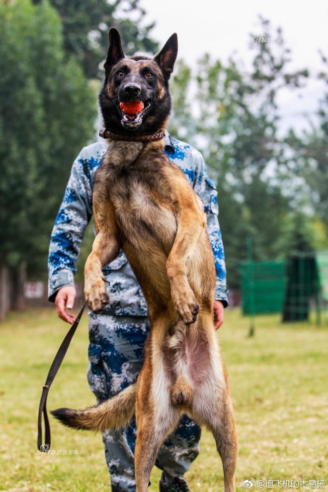 Độc đáo công tác huấn luyện chó quân sự - Ảnh 8.