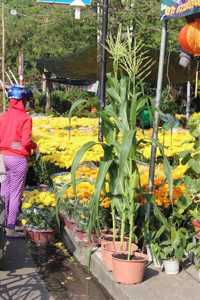 Cây trái bình dân miền Tây trở thành cây kiểng chưng tết - Ảnh 1.