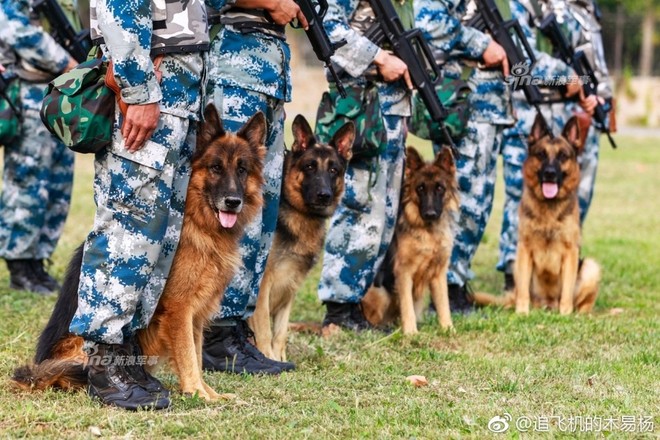 Độc đáo công tác huấn luyện chó quân sự - Ảnh 4.