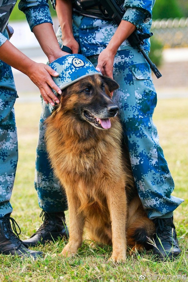 Độc đáo công tác huấn luyện chó quân sự - Ảnh 5.
