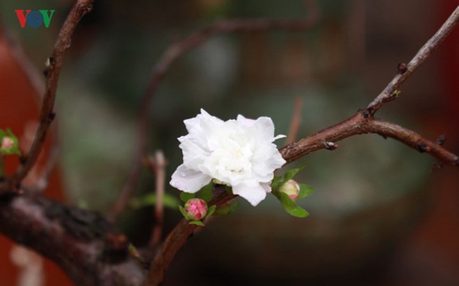 Chiêm ngưỡng vườn Nhất chi mai giữa Thủ đô Hà Nội - Ảnh 2.