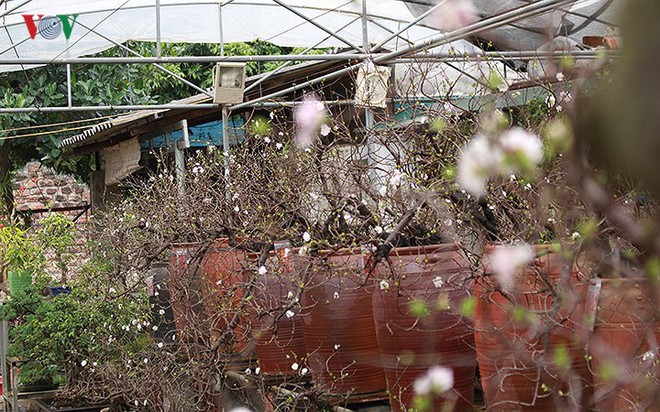 Chiêm ngưỡng vườn Nhất chi mai giữa Thủ đô Hà Nội - Ảnh 12.