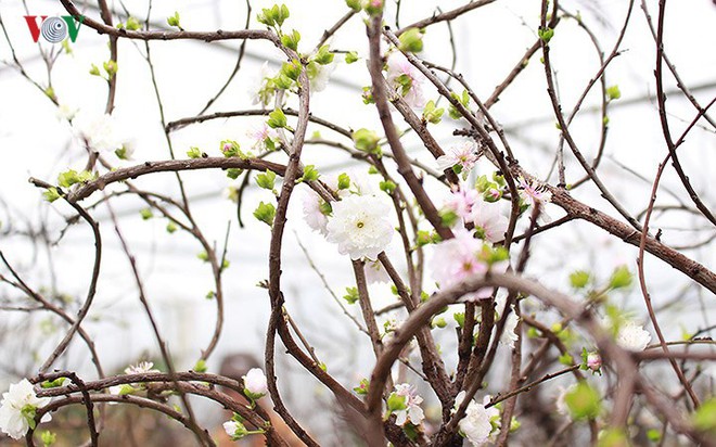 Chiêm ngưỡng vườn Nhất chi mai giữa Thủ đô Hà Nội - Ảnh 14.