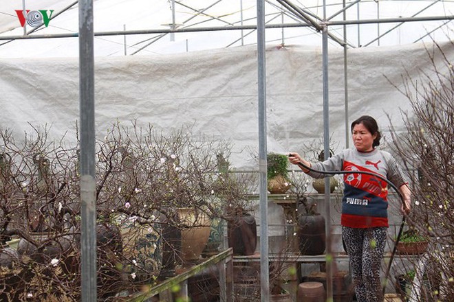 Chiêm ngưỡng vườn Nhất chi mai giữa Thủ đô Hà Nội - Ảnh 3.