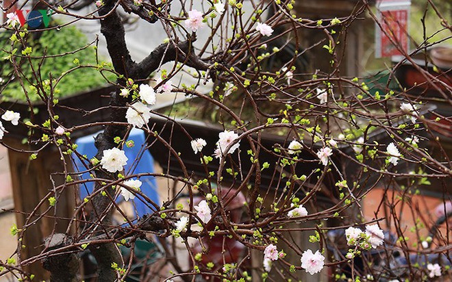 Chiêm ngưỡng vườn Nhất chi mai giữa Thủ đô Hà Nội - Ảnh 4.