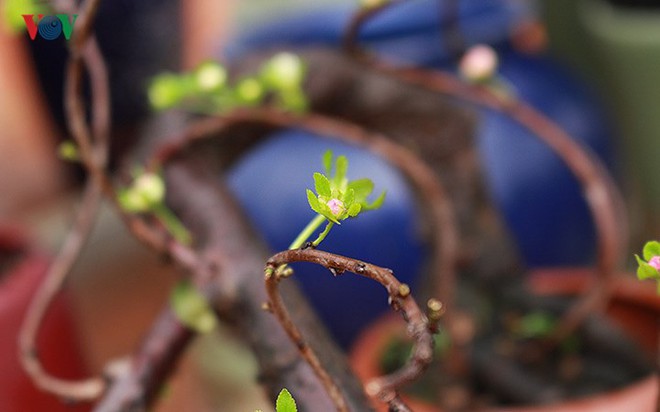 Chiêm ngưỡng vườn Nhất chi mai giữa Thủ đô Hà Nội - Ảnh 5.