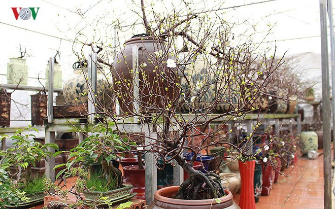 Chiêm ngưỡng vườn Nhất chi mai giữa Thủ đô Hà Nội - Ảnh 7.