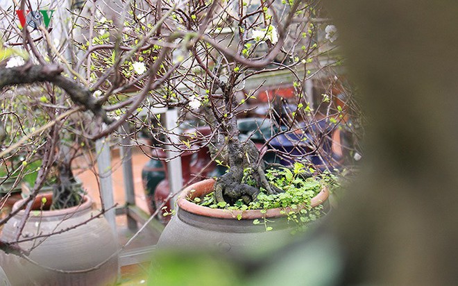 Chiêm ngưỡng vườn Nhất chi mai giữa Thủ đô Hà Nội - Ảnh 8.