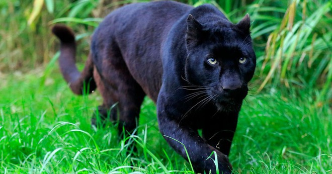 Bom tấn Black Panther sắp công phá màn ảnh, nhưng bạn biết gì về loài thú bí ẩn này ngoài tự nhiên? - Ảnh 2.