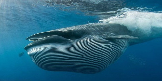 Sinh vật này có thể là loài cá voi đầu tiên tuyệt chủng trong vòng 300 năm qua - Ảnh 1.