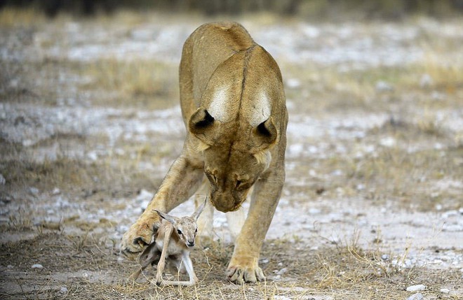 24h qua ảnh: Sư tử cái chăm sóc linh dương sơ sinh như con đẻ - Ảnh 5.