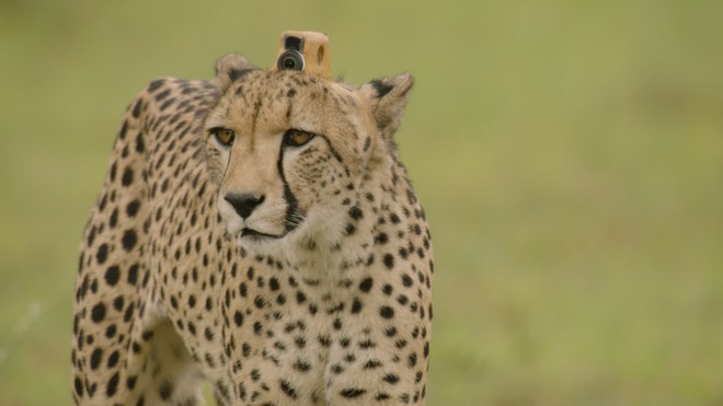 Gắn camera lên đầu báo săn châu Phi: Chứng kiến màn rượt đuổi con mồi đỉnh cao - Ảnh 1.