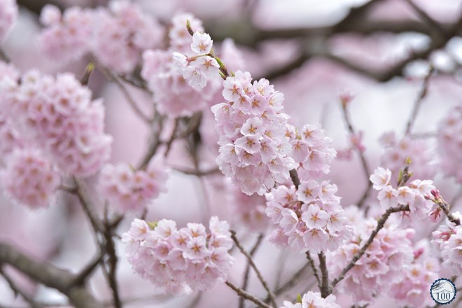 Nếu tưởng Sakura - hoa anh đào Nhật Bản chỉ có một loại thì bạn đã nhầm to rồi - Ảnh 8.