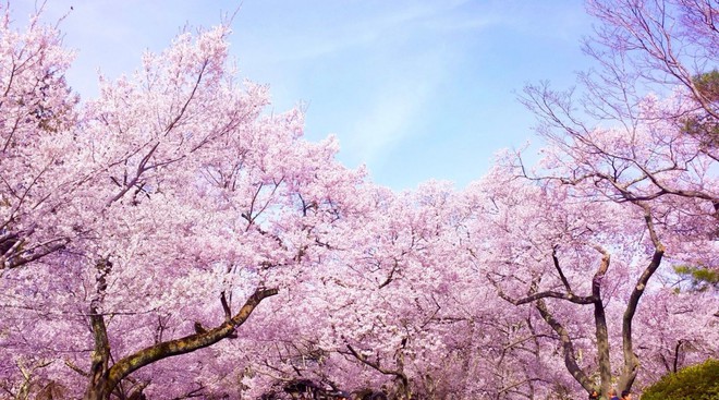 Sakura - loài hoa chứng nhân lịch sử cho Nhật Bản trong suốt hàng thế kỷ - Ảnh 1.