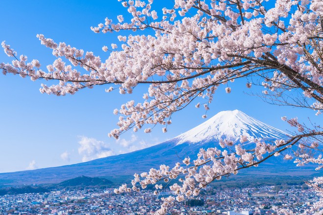 Sakura - loài hoa chứng nhân lịch sử cho Nhật Bản trong suốt hàng thế kỷ - Ảnh 2.