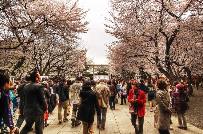 Sakura - loài hoa chứng nhân lịch sử cho Nhật Bản trong suốt hàng thế kỷ - Ảnh 5.