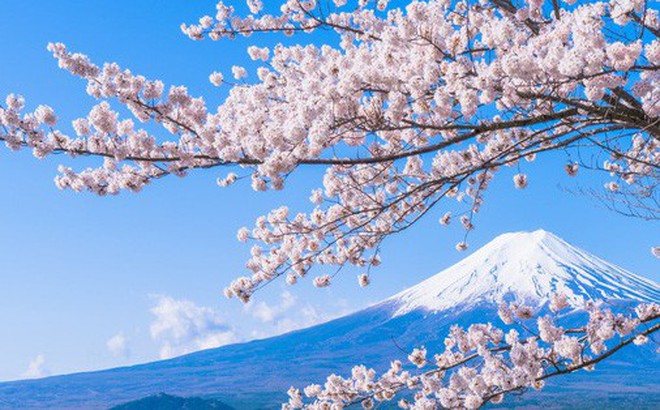 Sakura - loài hoa "chứng nhân lịch sử" cho Nhật Bản trong ...