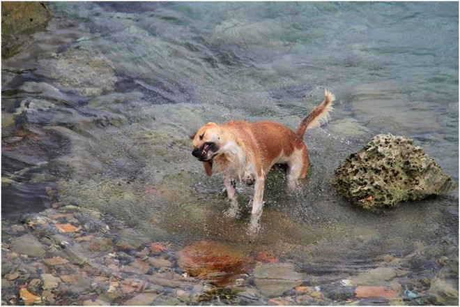 Chú chó tên Sơn Tùng nổi tiếng ở Trường Sa - Ảnh 6.