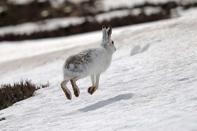 Những loài vật kỳ dị, kỳ phùng địch thủ trong Olympic mùa đông - Ảnh 8.