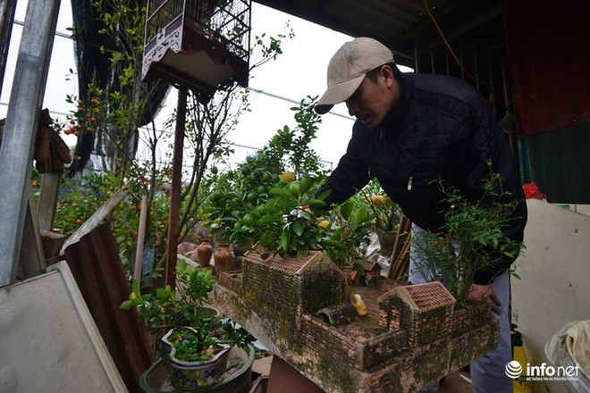 Lơ đào, quất, dân chơi Hà thành săn tiểu cảnh nhà ba gian Bắc Bộ chơi Tết - Ảnh 7.