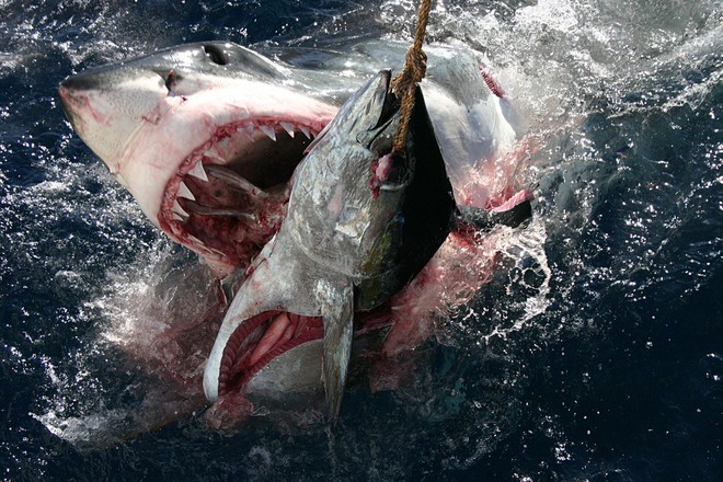 Trò chơi vương quyền trên biển (P2): Cơn ác mộng của 100 con cá mập trắng khổng lồ - Ảnh 5.