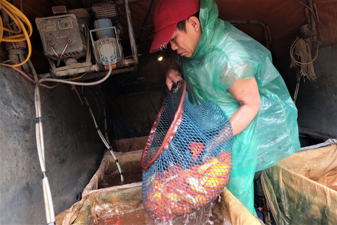 Cá chép cúng ông Táo đỏ chợ trước ngày 23 tháng Chạp - Ảnh 7.