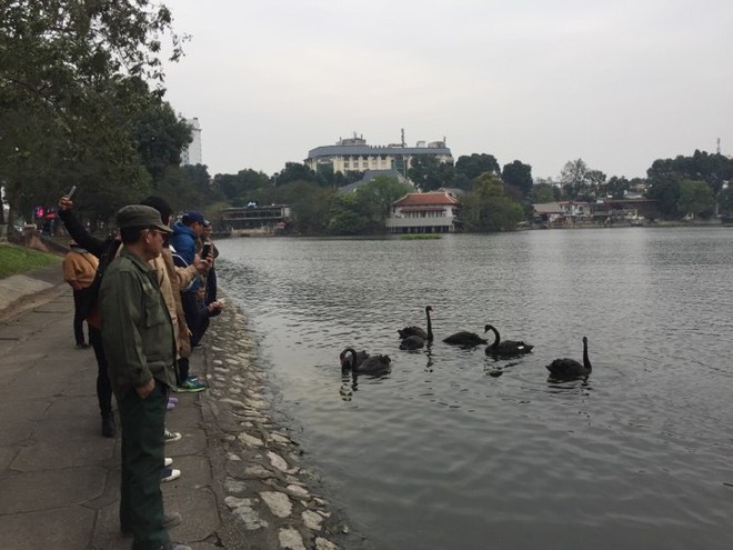Đóng cọc, quây lưới để chống trộm thiên nga ở giữa hồ Thiền Quang - Ảnh 2.