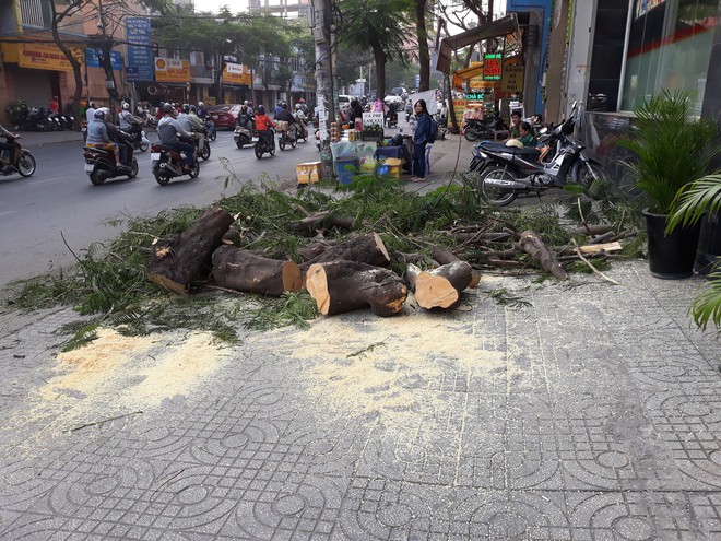 Cây xanh bật gốc đè 2 xe máy ở Sài Gòn, 3 người trọng thương lúc sáng sớm - Ảnh 2.