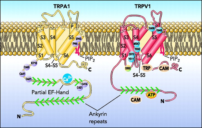 Cơ thể tự vệ trước nóng, lạnh như thế nào? - Ảnh 2.