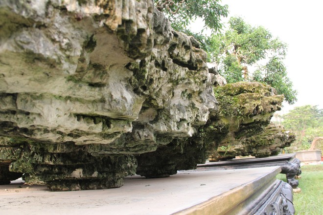 2 cây sanh dáng “Thần Kim Quy” giá 4 tỷ không bán ở Sài Gòn - Ảnh 2.