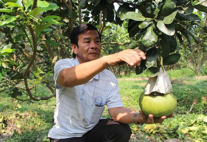 Nhìn gần cặp bưởi hồ lô chơi Tết giá gần 2,5 triệu đồng - Ảnh 1.