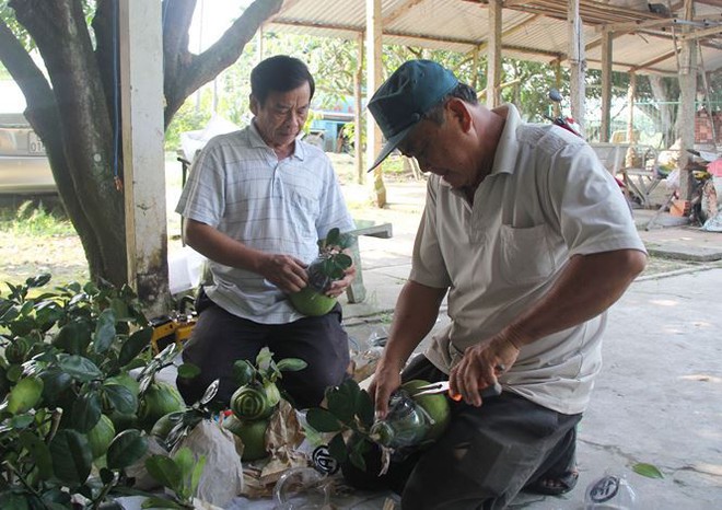 Nhìn gần cặp bưởi hồ lô chơi Tết giá gần 2,5 triệu đồng - Ảnh 6.