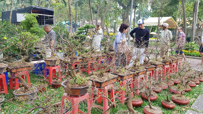 Hoa Tết giá cao ngất ngưởng, khách đủng đỉnh đi ngắm - Ảnh 10.