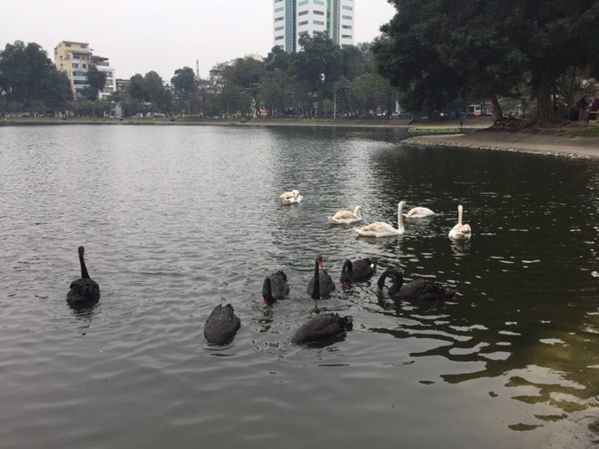 PGS Hà Đình Đức: Họ bảo tôi không làm gì cho Hồ Gươm, khiến rùa chết còn bảo thủ - Ảnh 3.