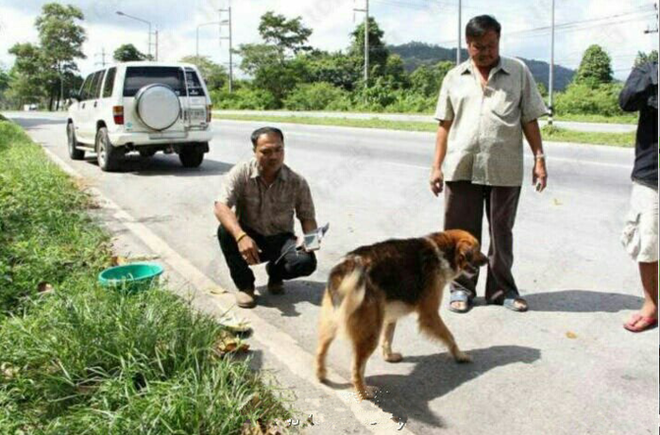 Cái kết có hậu đã đến với chú chó đáng thương sau suốt 7 tháng trời chỉ nằm ven đường đợi chủ nhân - Ảnh 2.